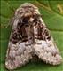 2425 (73.032) Nut-tree Tussock